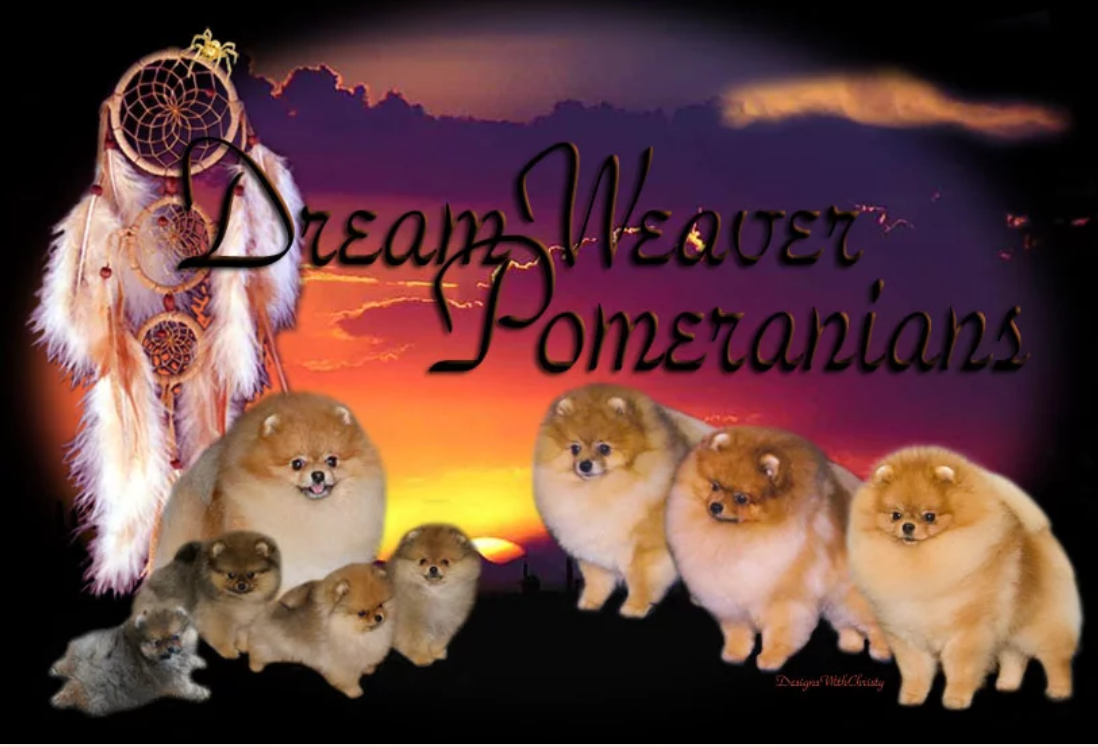 DreamWeaver Pomeranians