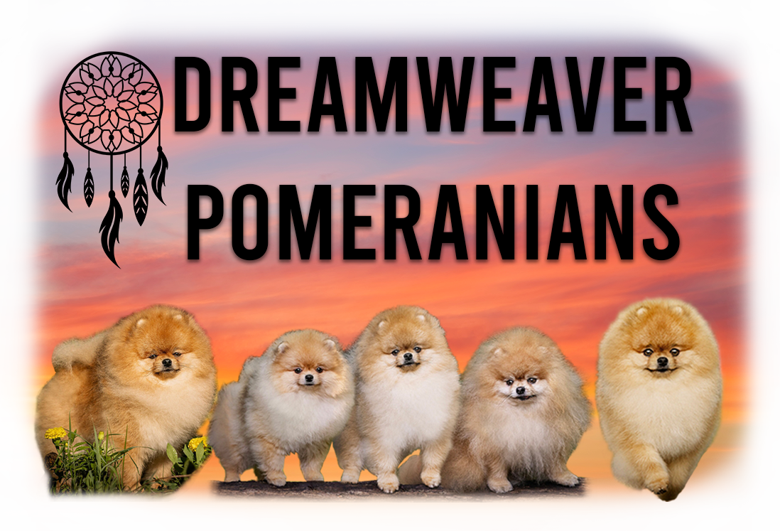 DreamWeaver Pomeranians