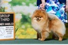 GCH Dreamweavers In The Danger Zone 